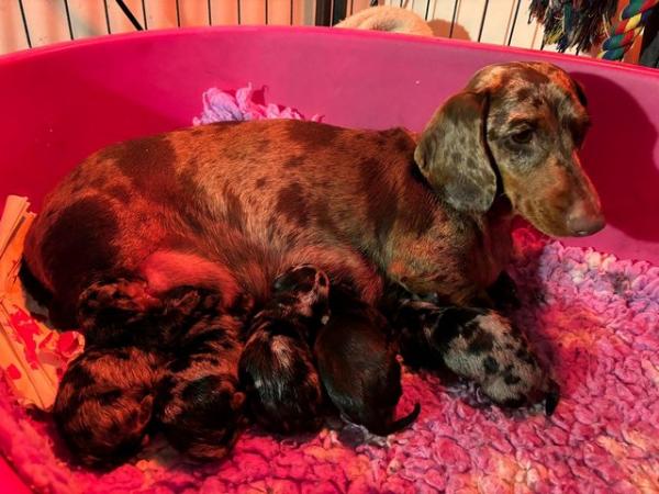 Image 2 of KC registered Quality miniature dachshund puppies