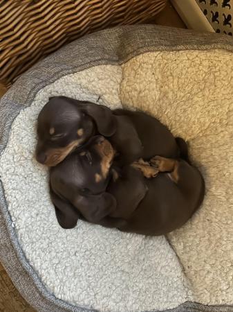 Image 2 of Beautiful KC reg miniature dachshund puppies for sale