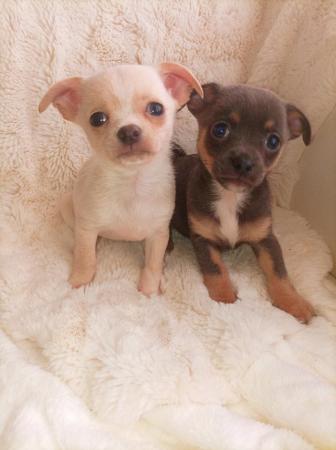 Image 6 of Adorable KC reg female chihuahua puppies.