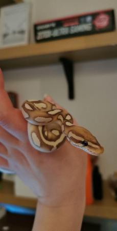 Image 3 of 3 year old Royal Python for sale