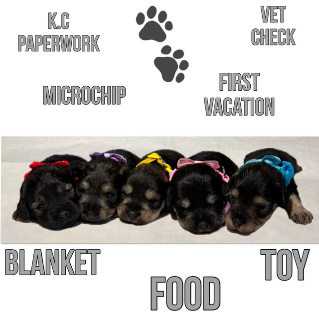 K.C miniature schnauzer 6 puppies
