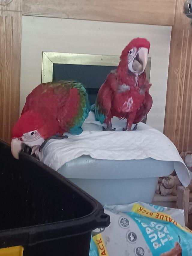 Preview of the first image of Handreared silly tame Greenwing Macaw chicks.