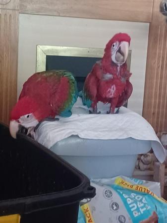 Image 1 of Handreared silly tame Greenwing Macaw chicks