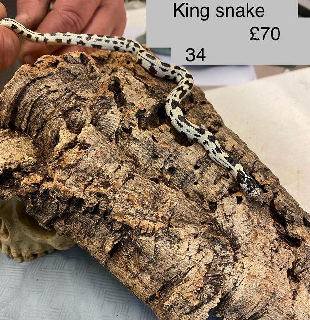 Preview of the first image of Corn snakes £50 and King snakes £70 mixed sex.