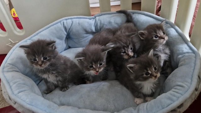 Preview of the first image of Gccf/ tica maine coon kittens microchipped and vaccinated.