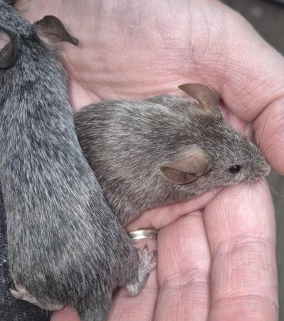 Image 16 of Variaty of mice available (both sexes)