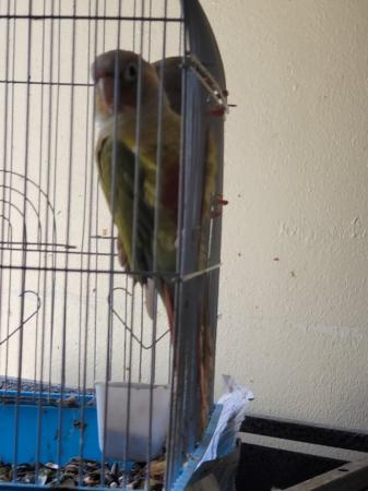 Image 4 of lovely breeding pair conures