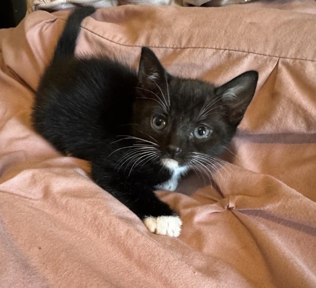 Kittens looking for there forever homes