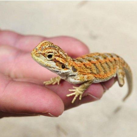 Image 24 of WARRINGTON PETS STOCKED LIZARDS FOR SALE