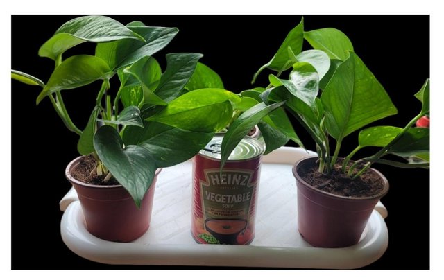 Image 5 of Pothos (Devil's Ivy) Plant - Reptile/amphibian safw safe