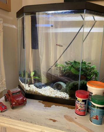 Image 4 of Fish Tank and Fish for Sale
