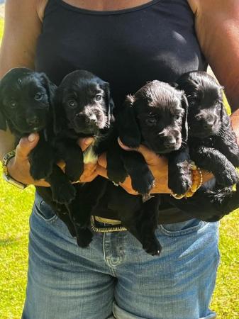Image 4 of KC Registered Working Cocker Spaniel Puppies, Boys.