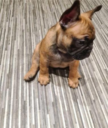 Image 7 of Health & dna tested Copperbull lines kc French bulldogs