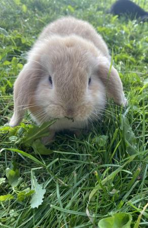 Image 7 of Mini lop baby rabbits **ready now** only 2 girls left