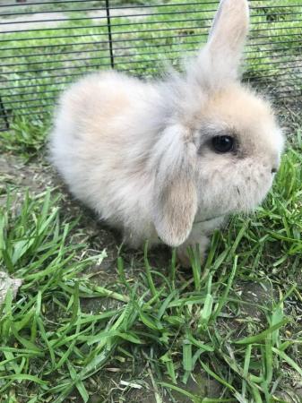 Image 5 of 14 weeks old mini lop rabbit