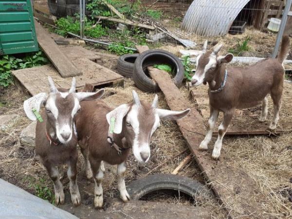 Image 1 of British Toggenburg Goat Wether Kids, £150 for Pair