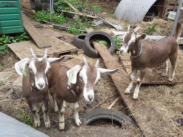 Preview of the first image of British Toggenburg Goat Wether Kids, £150 for Pair.