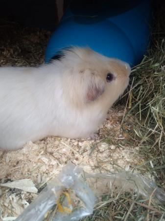 Image 4 of Guinea pigs 2 x boars needing to find forever home