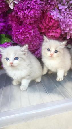 Image 2 of Regis insured fully vaccinated pure Ragdoll kittens £550
