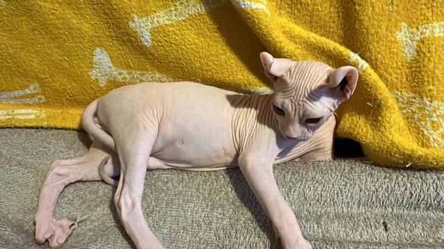Image 4 of Sale wonderful males and female Sphynx