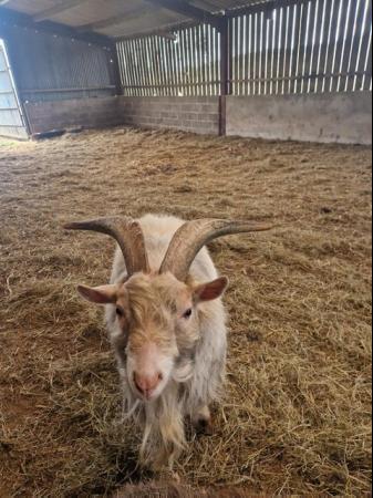 Image 1 of Billy Pygmy Goat for sale