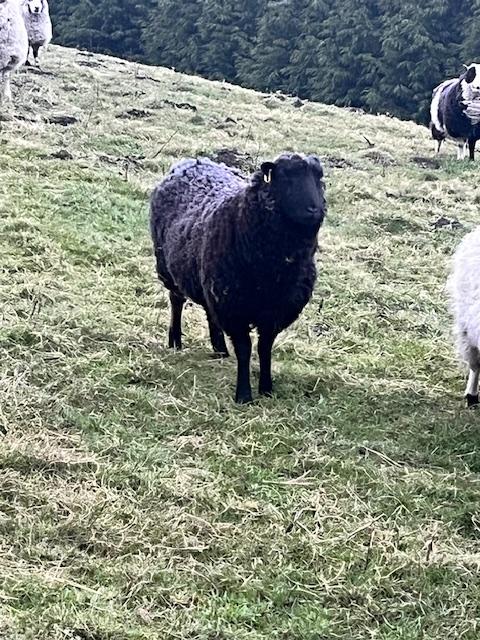 Preview of the first image of 6 Castrated male Shetland Sheep for Sale.