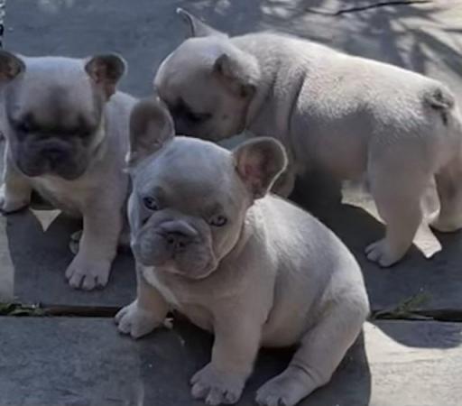 Image 2 of QUALITY TRUE TO TYPE FRENCH BULLDOG PUPPIES