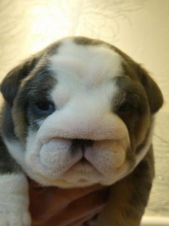 Image 13 of English Bulldog Puppies, Blue & Tan, Blue & White For Sale