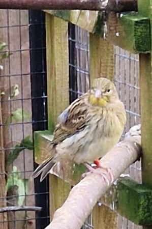 Image 5 of Aviary birds for sale kent
