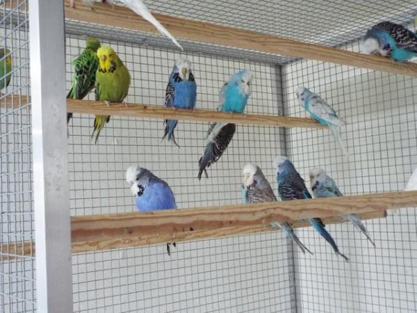 Image 1 of Budgerigars For Sale from Champion Exhibitor