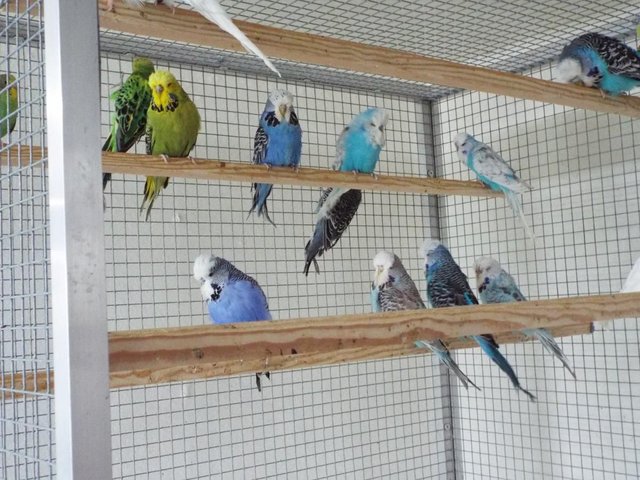 Preview of the first image of Budgerigars For Sale from Champion Exhibitor.