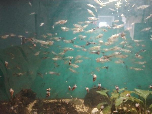 Image 4 of Guppy males and females for sale