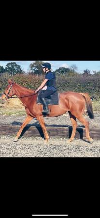 Image 2 of Beautiful talented chestnut tb mare for sale