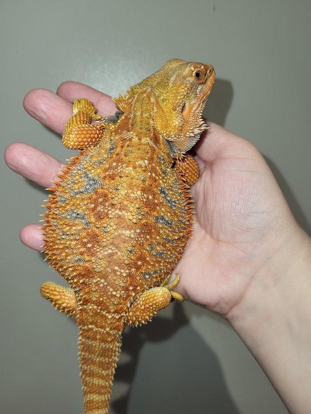 Preview of the first image of Beautiful Bearded Dragon.
