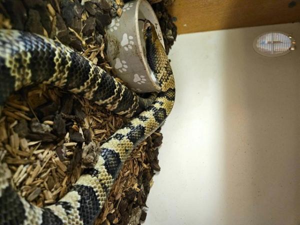 Image 4 of False Water Cobra Snake - CB22 50% Het Hypo & Lavender