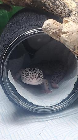 Image 1 of 2 year old male Leopard Gecko
