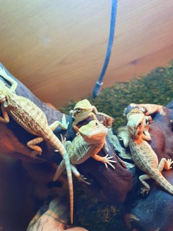 Image 8 of Baby bearded dragons ready now