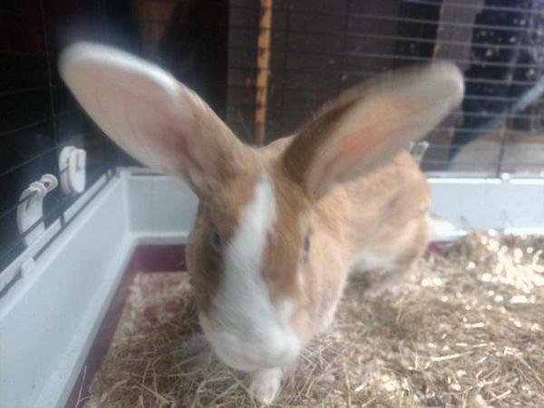 Image 2 of Crossbred blue eyed ginger and white doe Rabbit vaccinated.