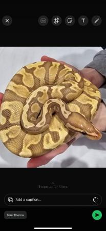 Image 3 of Banana ball python with set up