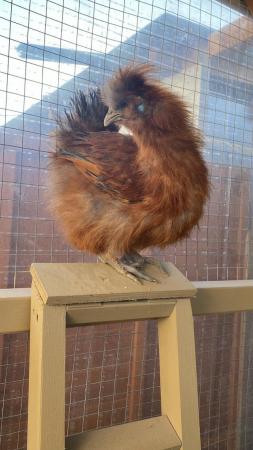 Image 3 of Female silkie point of laying