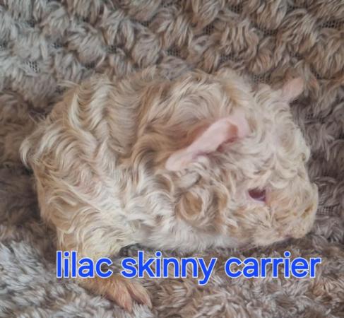 Image 6 of Stunning baby boar/male guinea pigs