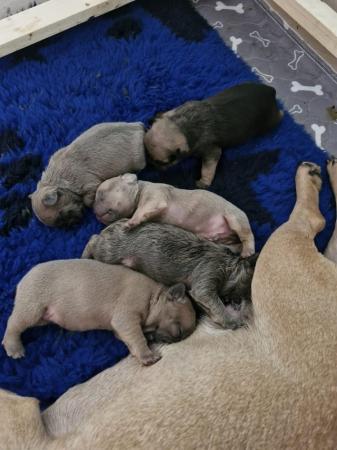 Image 4 of KC Registered French Bulldog Puppies 2 left