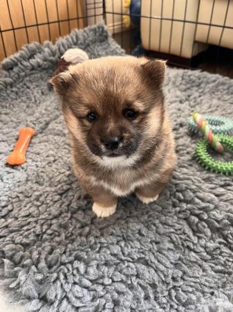 Image 2 of Shiba Inu X puppy for sale