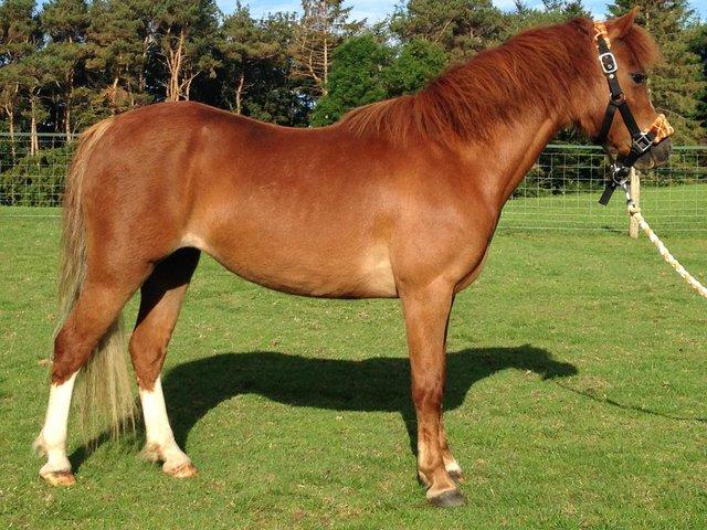 Preview of the first image of Waitwith Chestnut Welsh Section A mare..