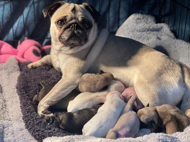 Preview of the first image of Beautiful Litter of Pugs.