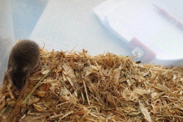 Image 1 of Pygmy Spinney Mice - Very Rare - Born 3rd April 2024