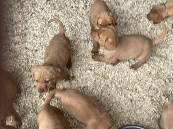 Image 4 of Fox red Labrador pups boys and girls