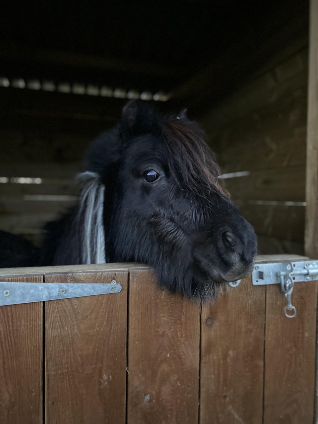 Preview of the first image of Loan home wanted for miniature horse gelding.