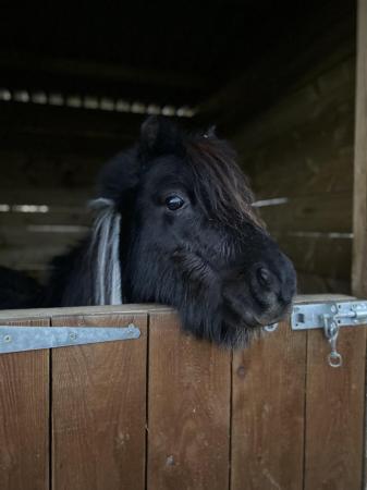 Image 1 of Loan home wanted for miniature horse gelding