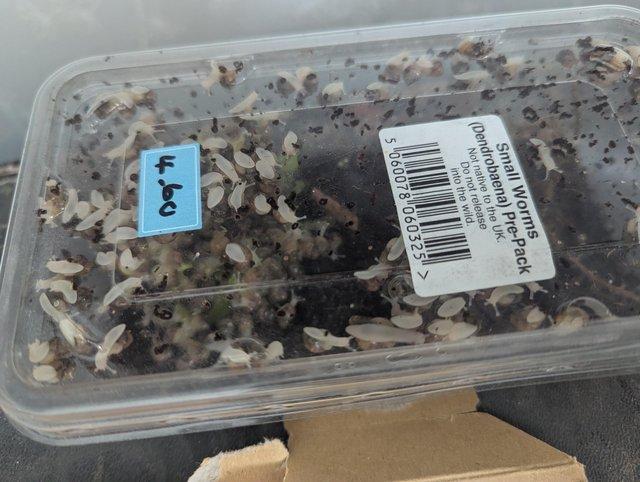 Baby African land snails 1.50